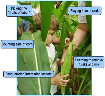 Pcture of a child examining a corn stalk